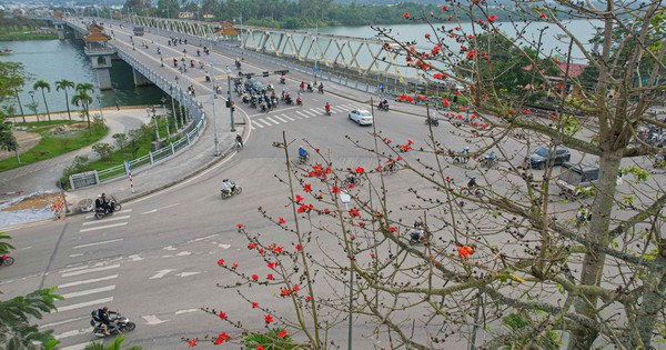 Royal poinciana flowers bloom in the ancient capital