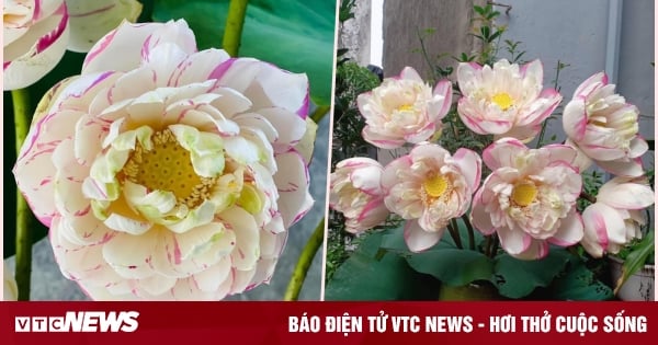 Women are 'crazy', trying to buy unique mutated lotus flowers