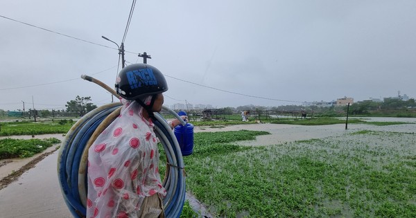 Nước bủa vây vùng rau lớn nhất Đà Nẵng sau mưa kéo dài, ‘bà con không kịp trở tay’