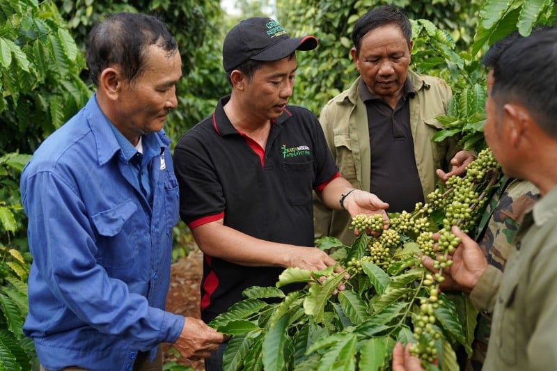 Los precios se mantienen altos y las exportaciones de café siguen floreciendo