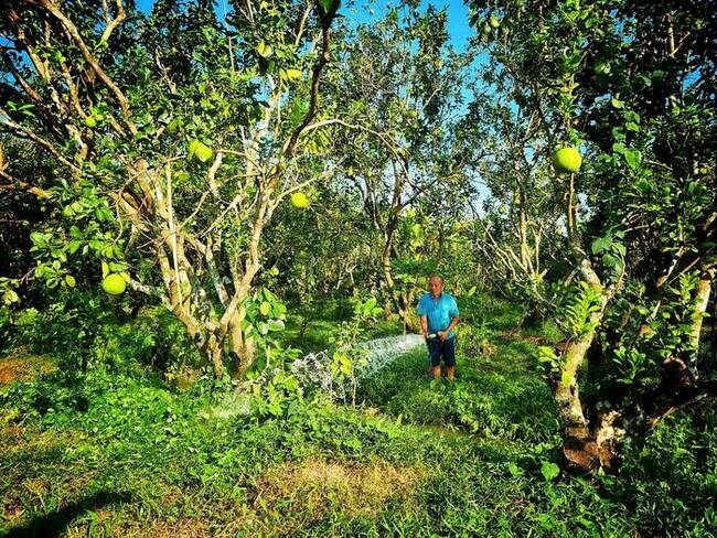 Nach Orangen sind nun die Nam Roi-Grapefruits in Vinh Long an der Reihe, im Preis zu fallen.