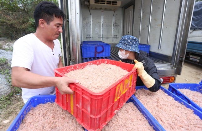 5-7 hours at sea, Ha Tinh fishermen earn tens of millions of dong thanks to a big catch of shrimp photo 10