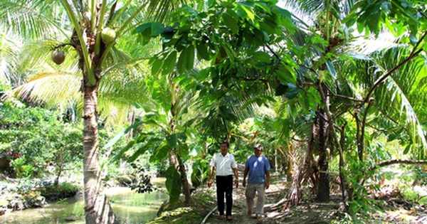 En Vinh Long, la gente se arriesgó a intercalar cultivos de cacao en plantaciones de coco y, inesperadamente, recibieron salarios altos.