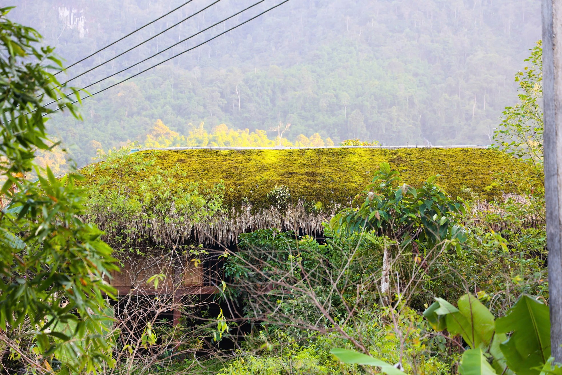 Rare, hard to find mossy roofs that can 'transform' photo 11