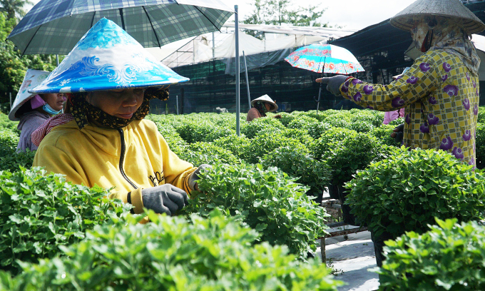 Nông dân đang chăm hoa Tết ở làng hoa Sa Đéc. Ảnh: Ngọc Tài