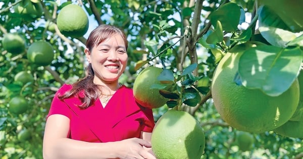 Die Milliarden Dollar teure, grünschalige Grapefruit-Spezialität aus Gia Lai trägt so riesige Früchte, dass immer wieder Leute kommen, um Fotos zu machen.