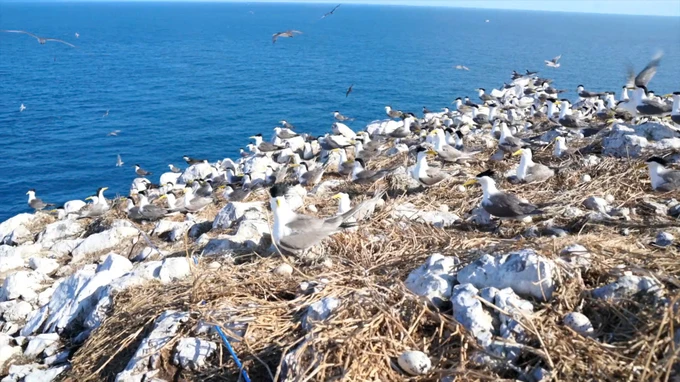 コンダオ島の文化遺産の木々と海鳥を観察