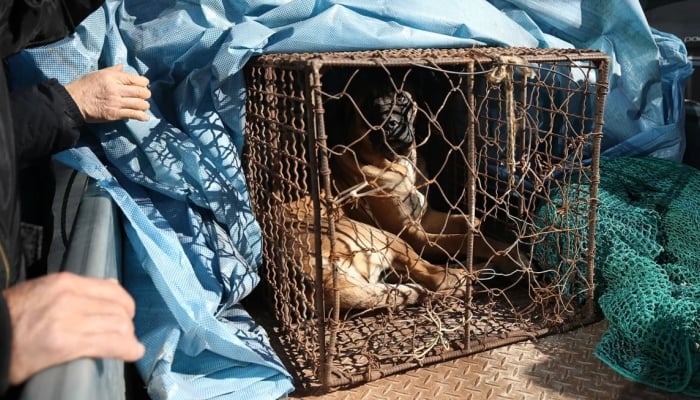 Dog meat will no longer be on the menu in South Korea.