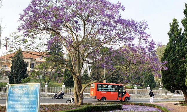 Die bezaubernde Schönheit der lila Phönixblumen in der Blumenstadt Da Lat, Foto 5