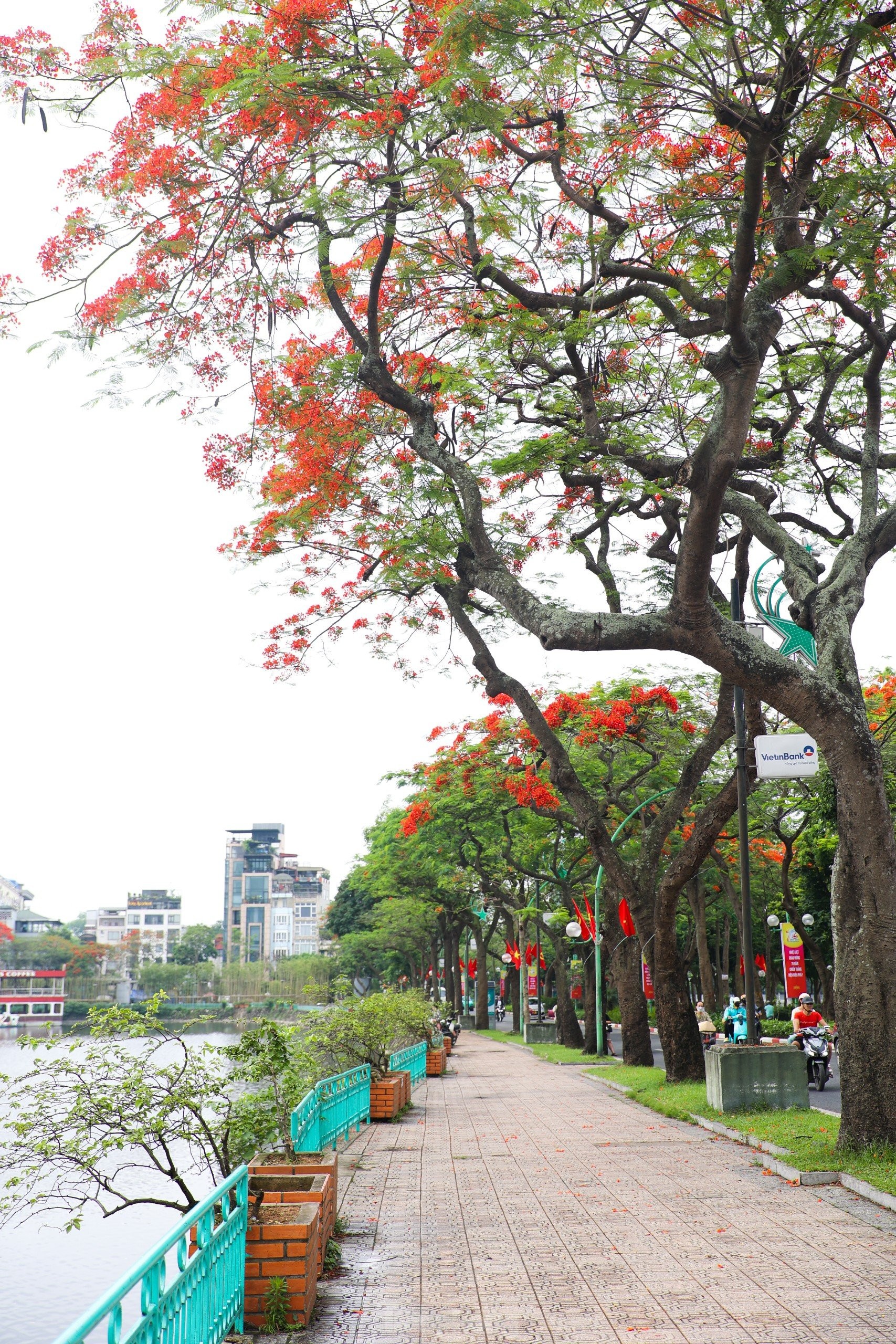 Les fleurs de phénix rouges « illuminent » les rues de Hanoï, photo 9