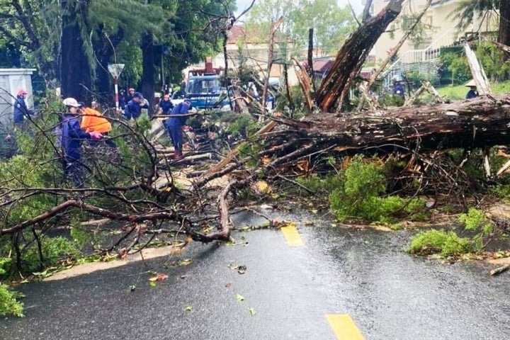 ダラットは大洪水に見舞われ、大雨で木々が倒れた - 4