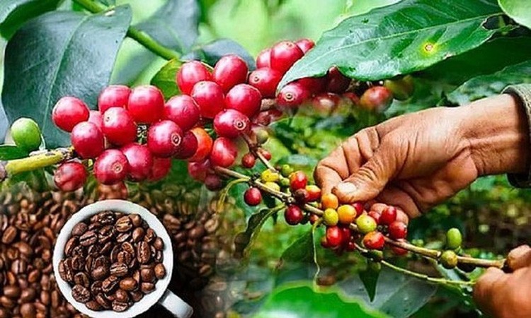 Inventarios bajos y precios del café Robusta lideran el aumento