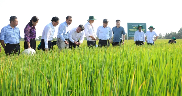 ក្រៅ​ពី​ប្រាក់​ពី​ការ​លក់​ស្រូវ កសិករ​ក៏​មាន​ប្រាក់​បន្ថែម​១០០​ដុល្លារ​ក្នុង​មួយ​ហិកតា​ដែរ​ពេល​លក់​ឥណទាន​កាបូន។