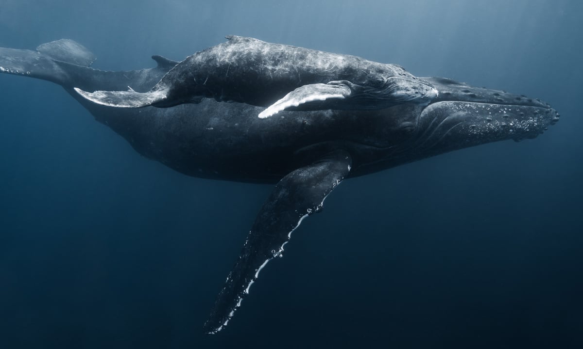 Plongée avec les baleines à bosse d'un photographe vietnamien