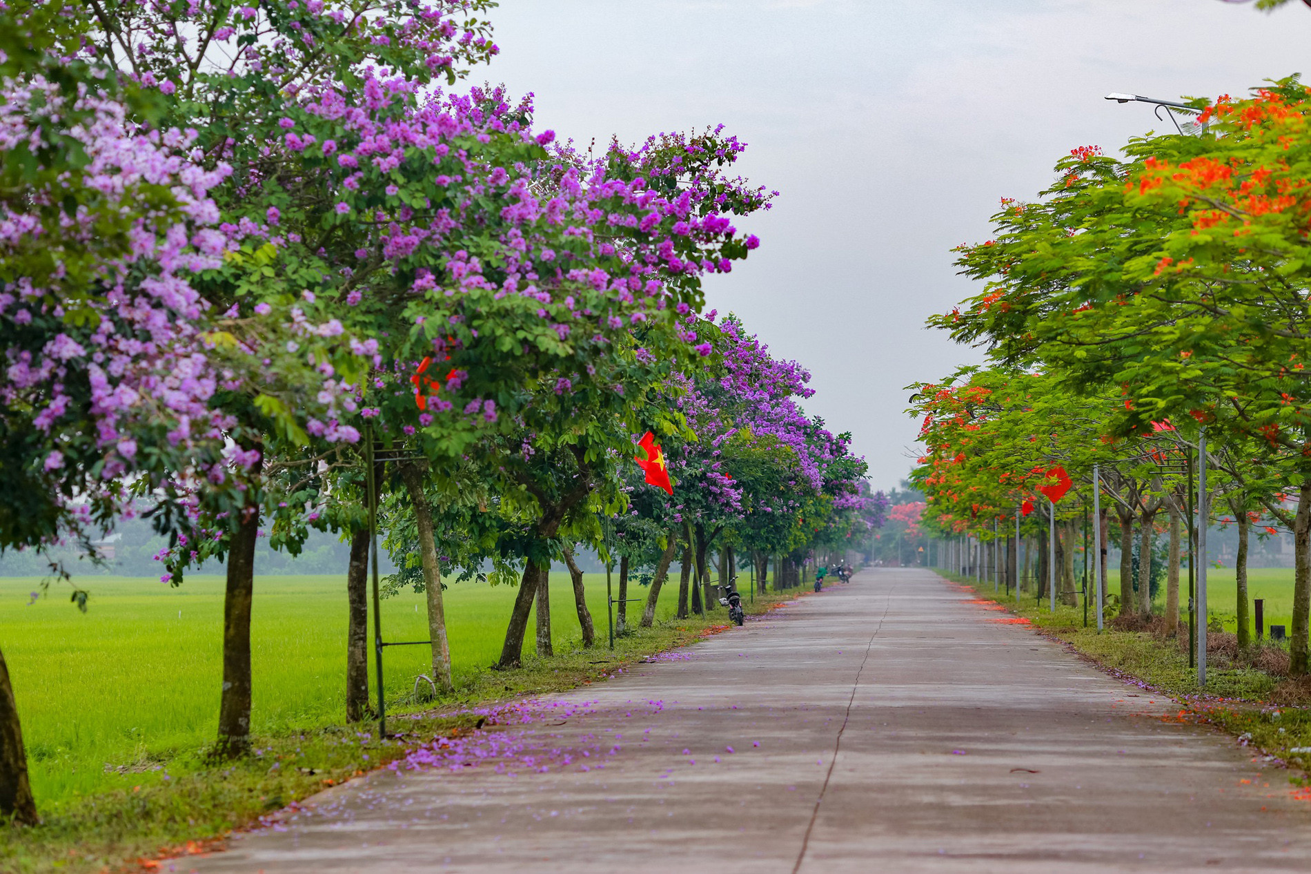 The hottest 800m road in Hai Duong - One side is bright red with royal poinciana flowers, the other side is purple with lagerstroemia flowers