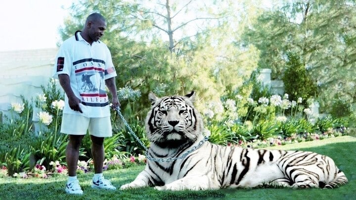 Mike Tyson avait 3 tigres.