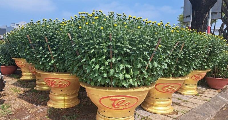 Large chrysanthemums in Da Nang are expensive but still sold out