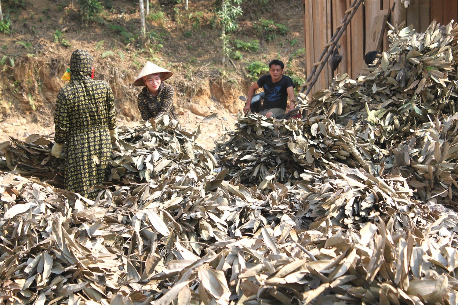 Nông dân xã Cốc Lầu, huyện Bắc Hà thu hoạch sản phẩm từ quế