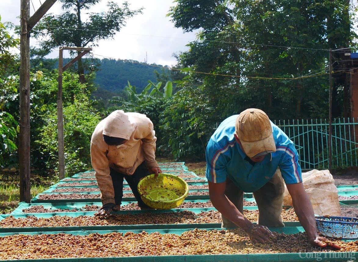 Giá cà phê trong nước tăng nhẹ