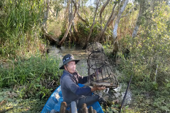 Tourists trap fish in the cajuput forest. Photo: Khanh Duy