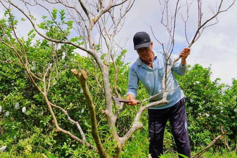 Herr Nguyen Van Quyet fällte abgestorbene Guavenbäume, um neue zu pflanzen. Foto: Phuong Anh