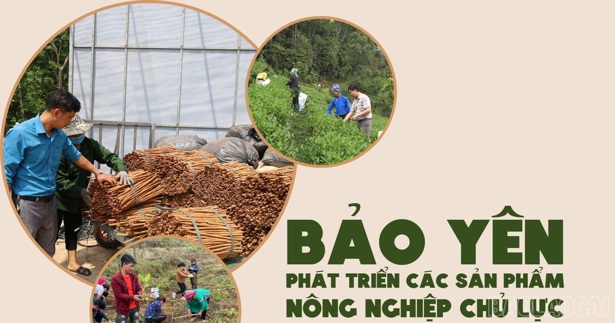 Bảo Yên phát triển các sản phẩm nông nghiệp chủ lực