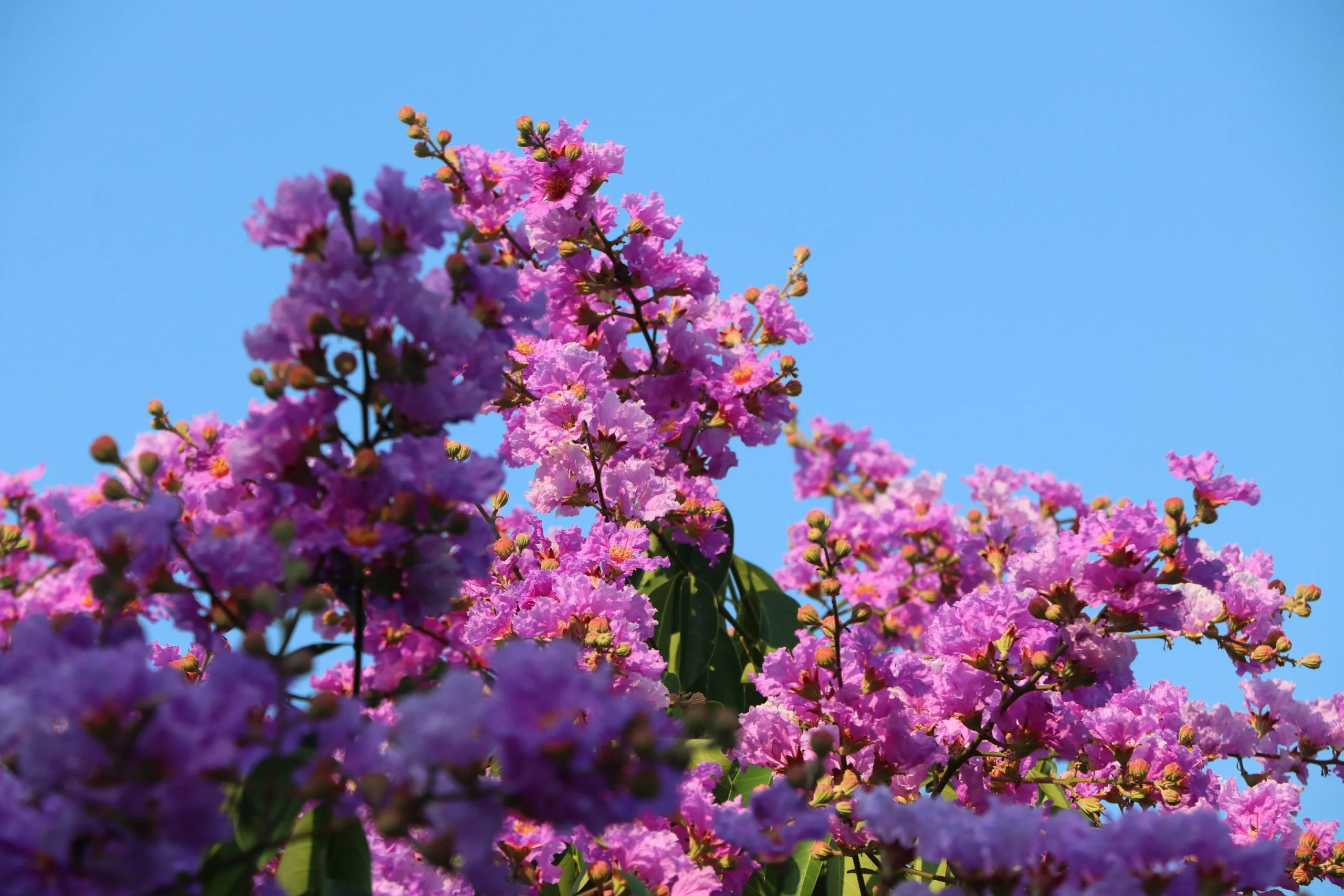 Ruhiges Beobachten eines verträumten Hanoi in der lila Lagerstroemia-Blütezeit