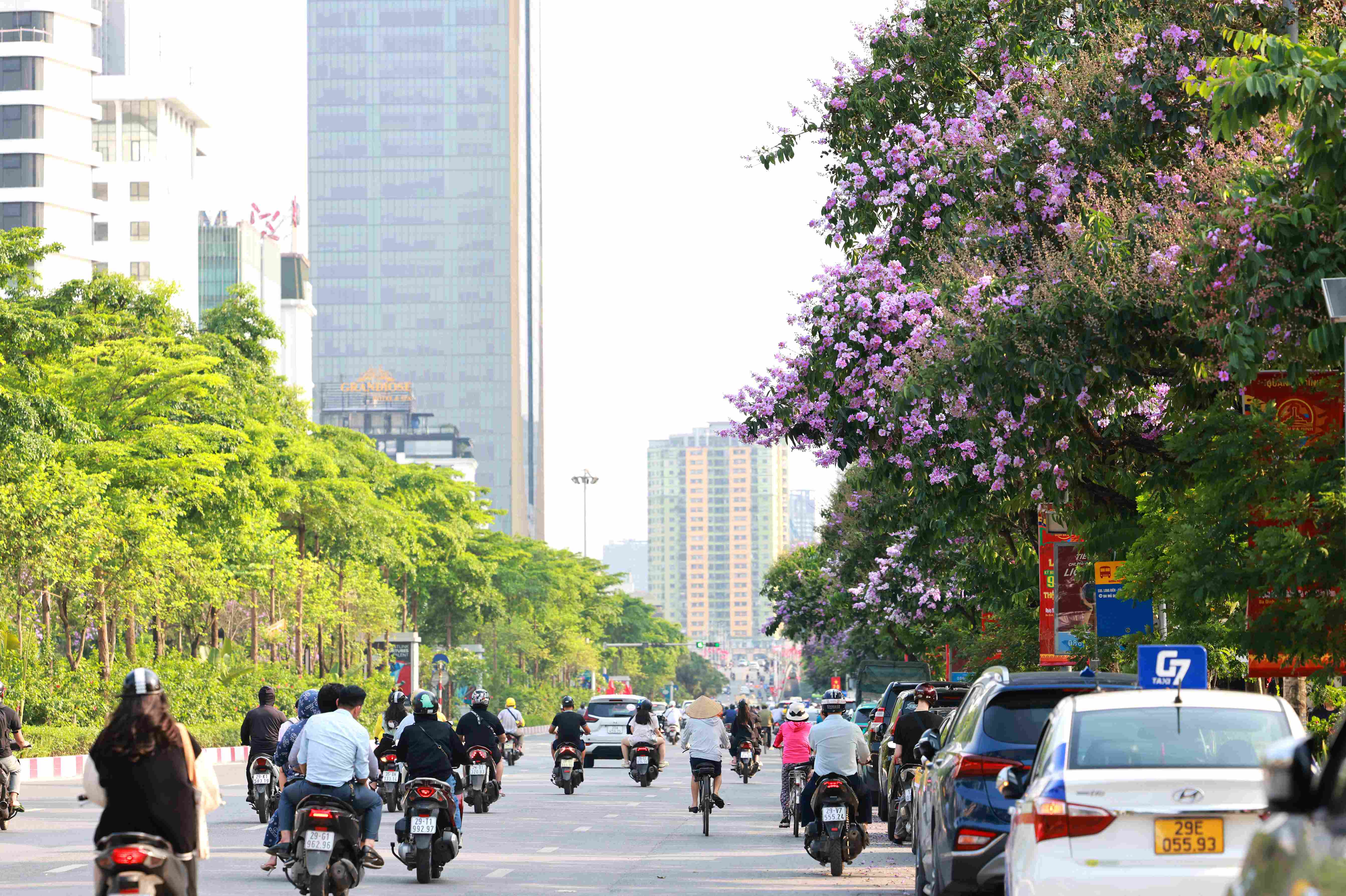 In early May, walking along many streets in Hanoi, people can easily see rows of blooming Lagerstroemia trees. This tree “calls” to that tree, Hanoi streets this season are immersed in a dreamy purple color under the hot sun.