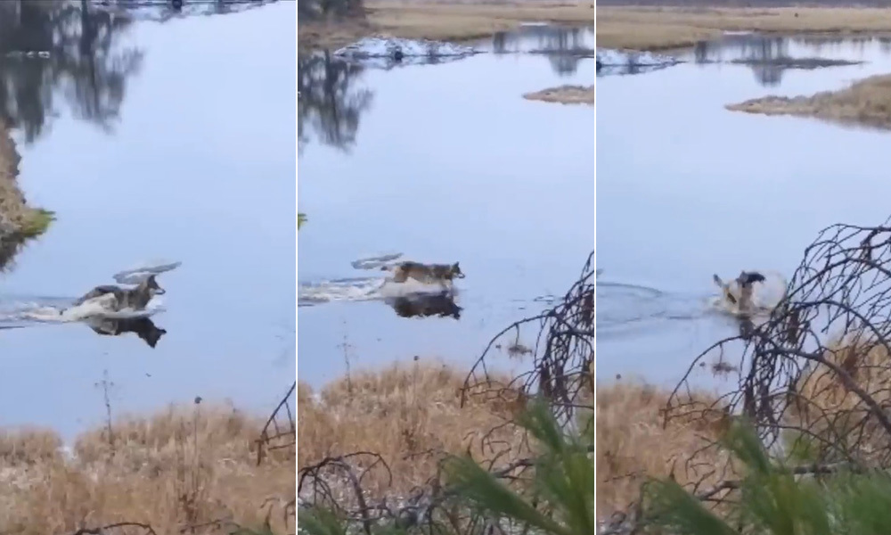 Wolf dives into water to hunt beaver