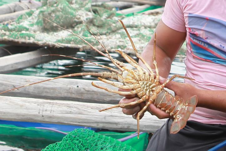 Giới khoa học Việt, Úc hợp sức phát triển nuôi thủy sản vịnh Xuân Đài- Ảnh 1.