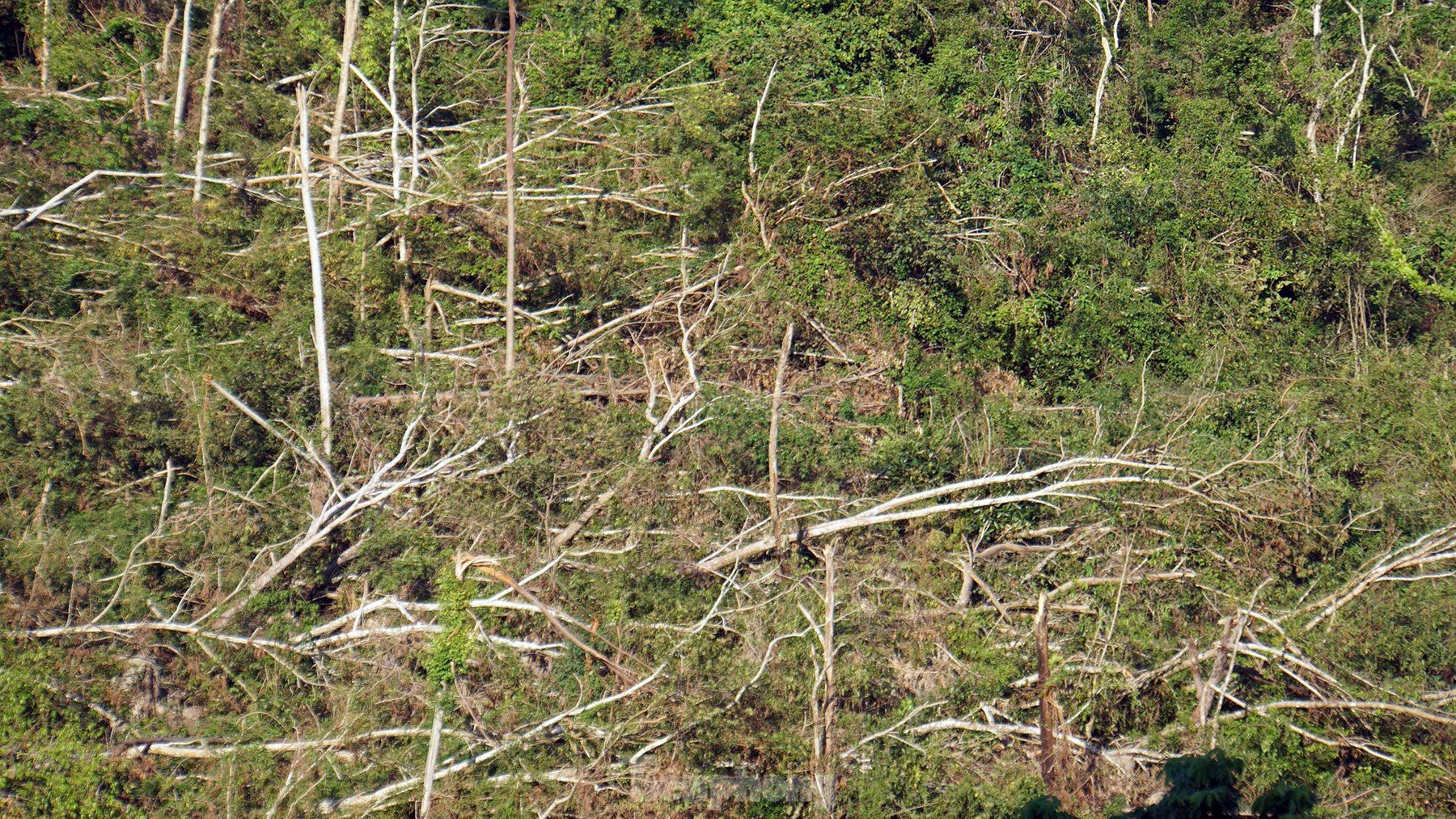 La forêt du parc national de Cat Ba dévastée par la tempête n°3 photo 11