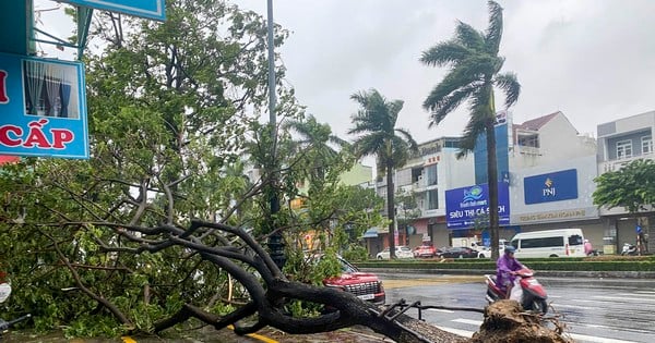 La tempête n°6 approche, des arbres tombent partout à Da Nang