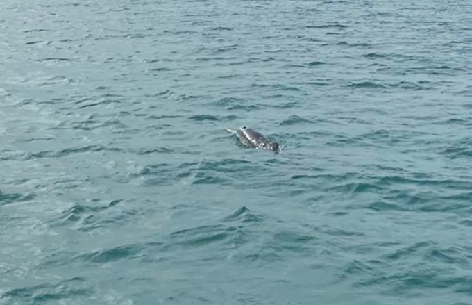 Los delfines llegaron a la isla Co To para cazar la tarde del 1 de febrero. Foto de Anh Tuan.