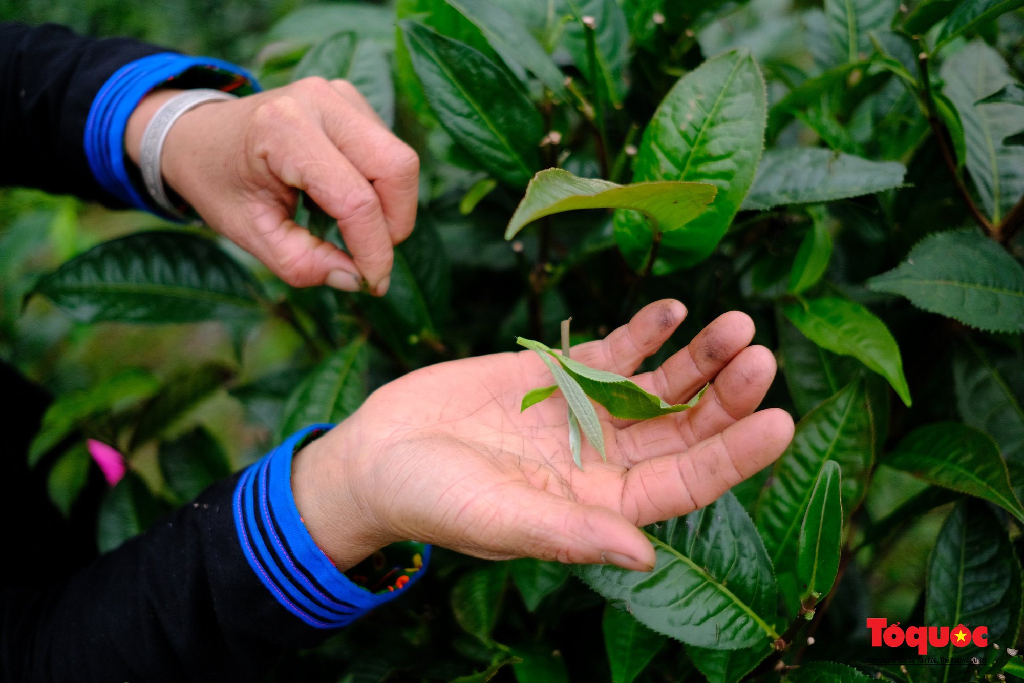 Bí quyết thanh xuân ở Xà Phìn