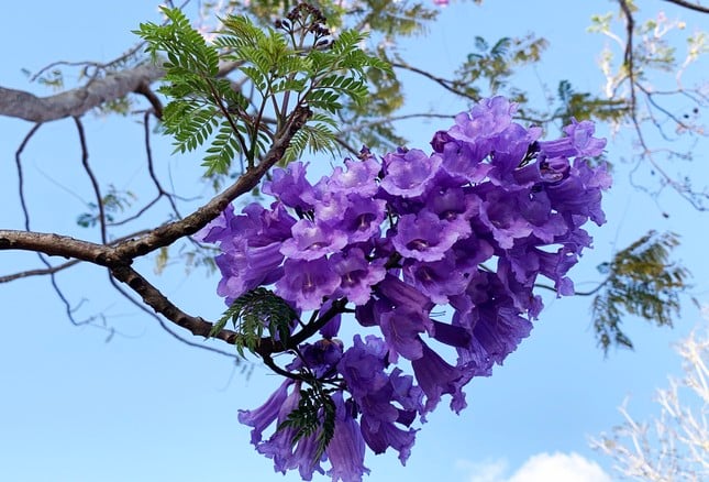 Die bezaubernde Schönheit der lila Phönixblumen mitten in der Blumenstadt Da Lat, Foto 1