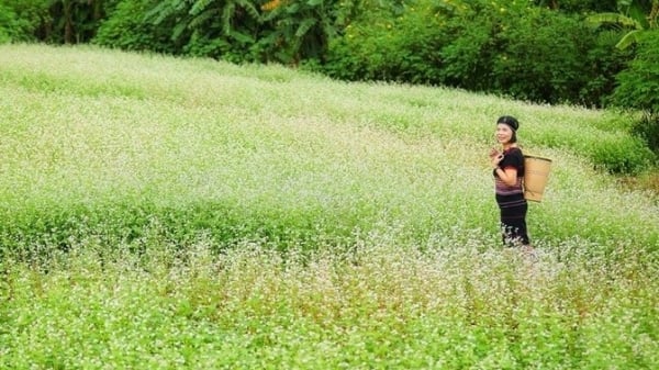 ชมดอกบัควีทหลากสีที่เชิงภูเขาไฟ Chu Dang Ya ใน Gia Lai