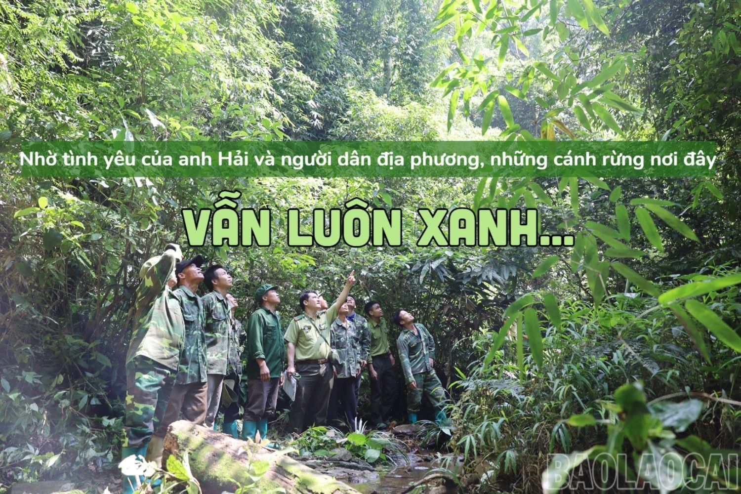 Giữ màu xanh đại ngàn.jpg