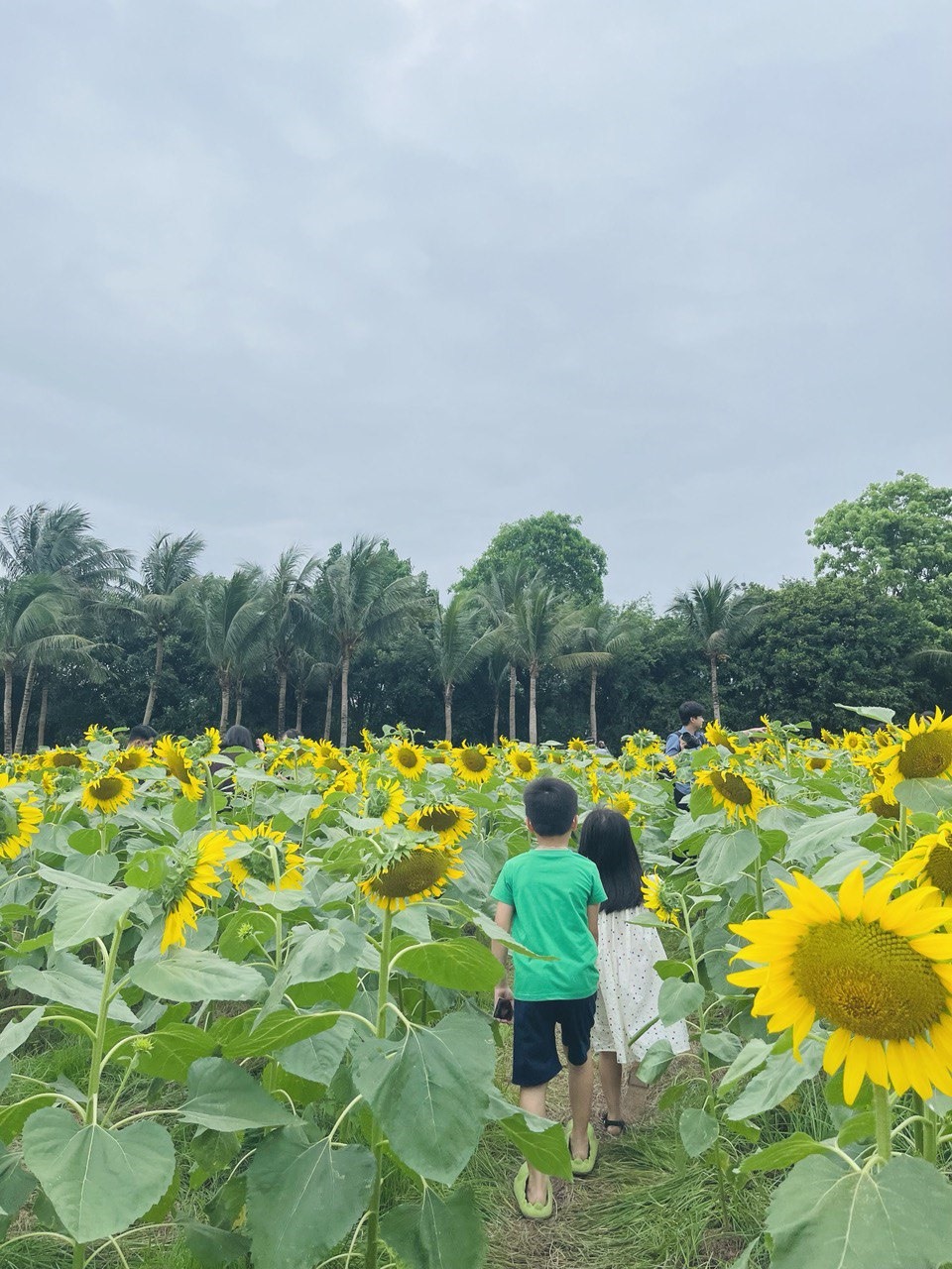 Hướng dương là loài hoa mang nhiều ý nghĩa. Với sức sống mãnh liệt luôn hướng về phía mặt trời, loài hoa này tượng trưng cho sự lạc quan, yêu đời và luôn hướng về tương lai.