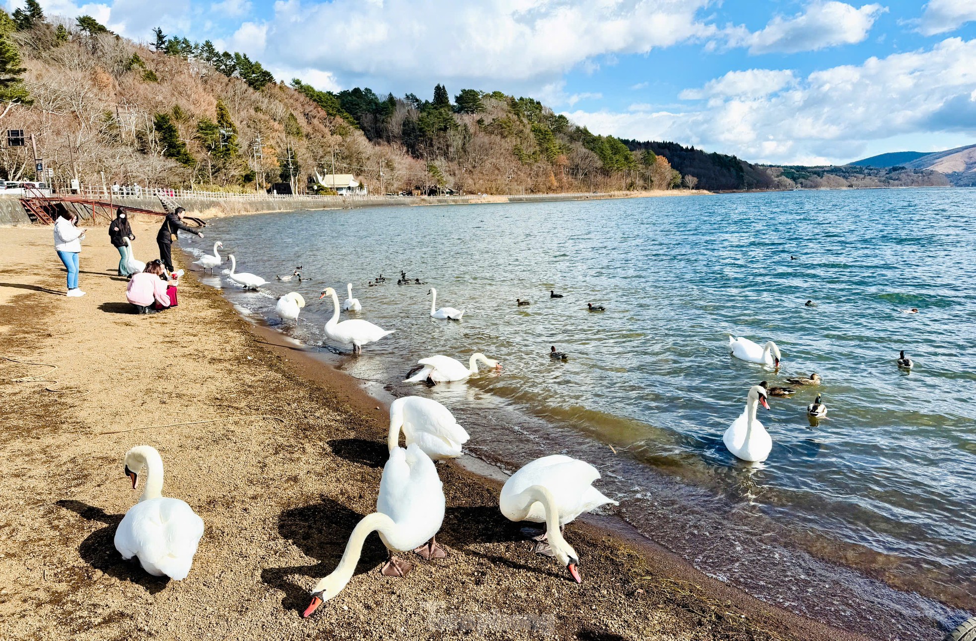 Admirez le paysage du lac des cygnes au pied du mont Fuji photo 5