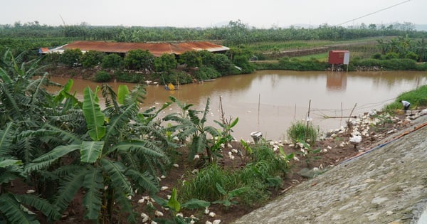 Bac Ninh se esfuerza por formar siete campos de golf, uno de los cuales está ubicado en la zona ribereña.