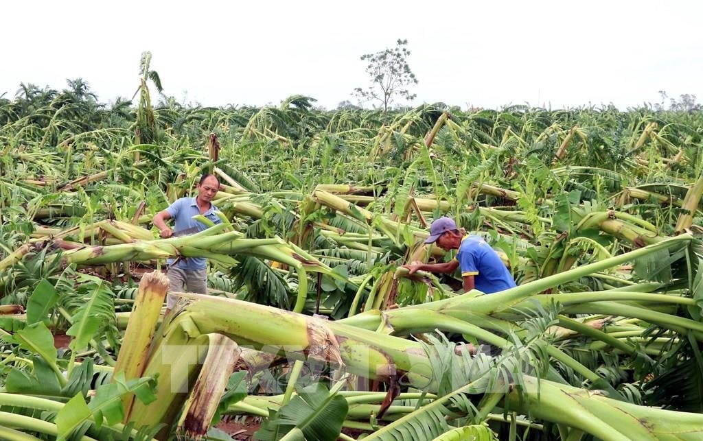 Prime Minister's telegram: Promoting agricultural production recovery after storm No. 3