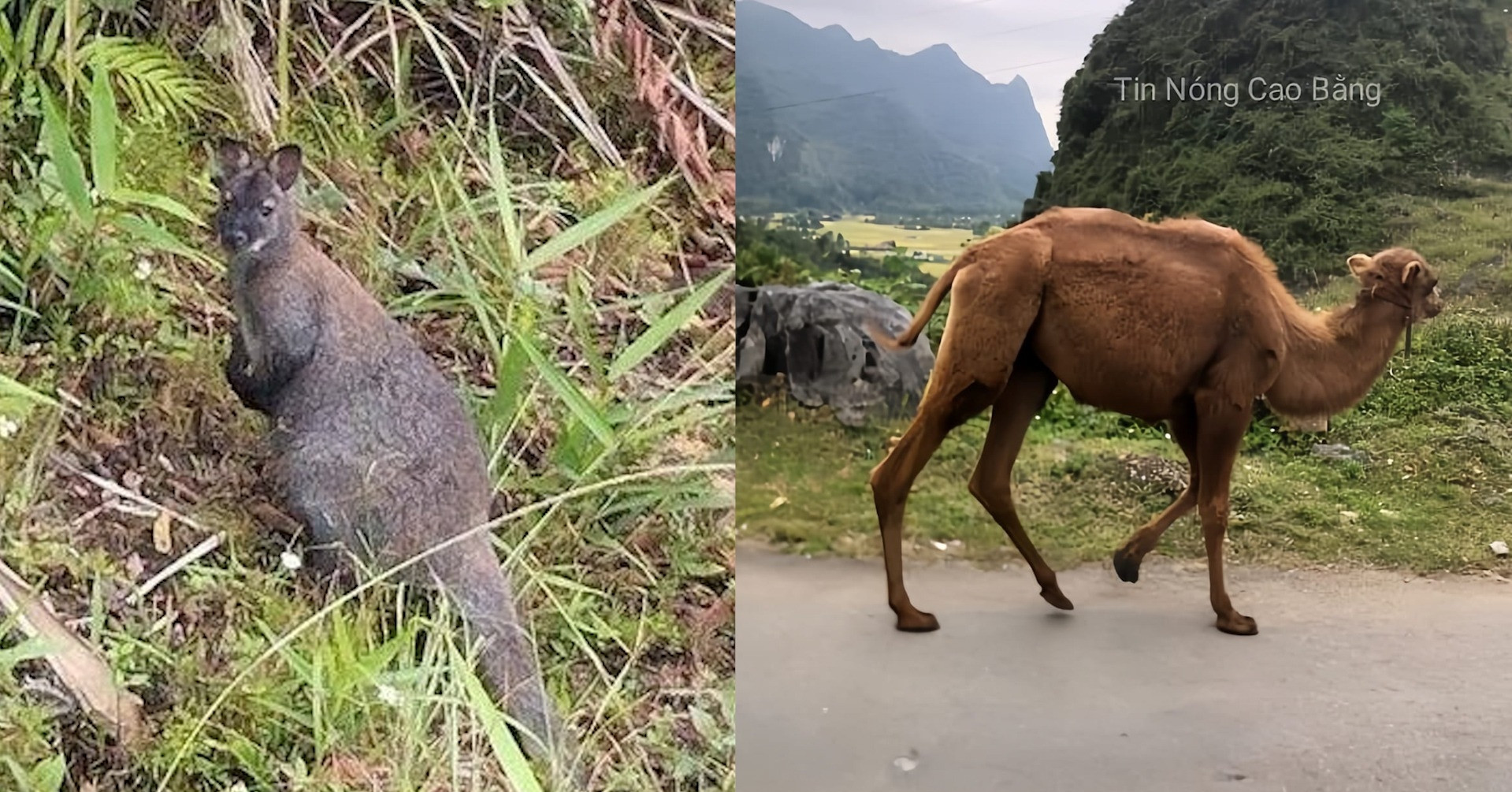 La raison « spéciale » pour laquelle les chameaux et les kangourous apparaissent continuellement à Cao Bang