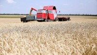 Ba Lan muốn tìm mọi cách hạn chế, thậm chí chặn ngũ cốc từ Ukraine, lý do là gì?