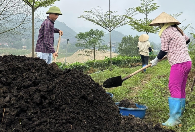 Nông trại trà trung du Thu Luân chuẩn bị phân hữu cơ vi sinh để bón cho vùng chè trung du. Ảnh: Quang Linh.