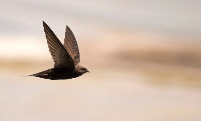 La salangana común es capaz de volar de forma continua durante 10 meses. Foto: Dilomski