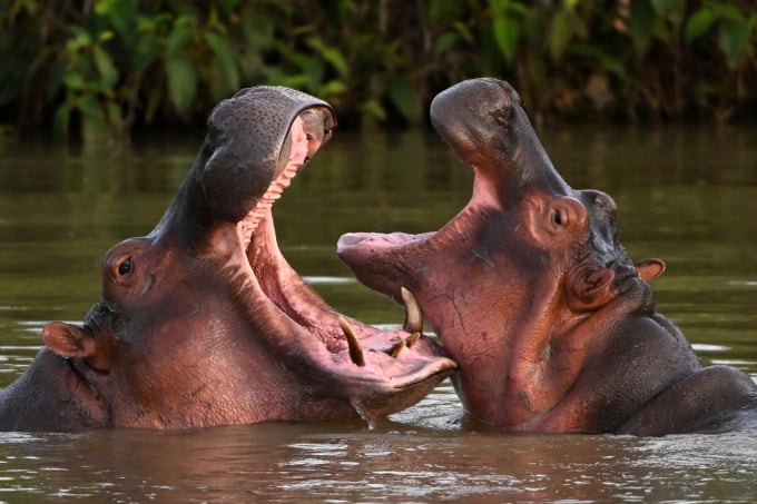 Hippos at a lake in Doradal, Antioquia region, Colombia on April 19. Photo: AFP