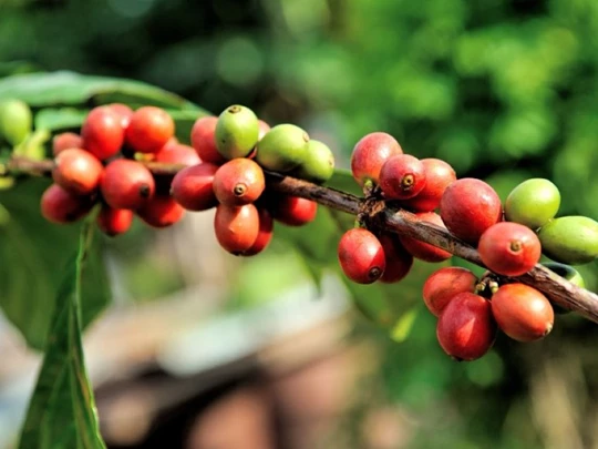 Agrarproduktpreise am 25. November 2024: Kaffee legt weiter kräftig zu, Pfeffer bleibt stabil