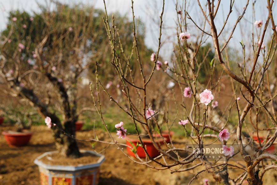 Peach and kumquat prices increase, farmers busy in days before Tet