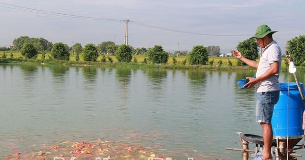 Koi-Fische, Edelfische, der Nationalfisch Japans, werden in der Gemeinde Nam Dinh in großer Zahl gezüchtet, das Leben der Menschen verändert sich, Familien werden reich.