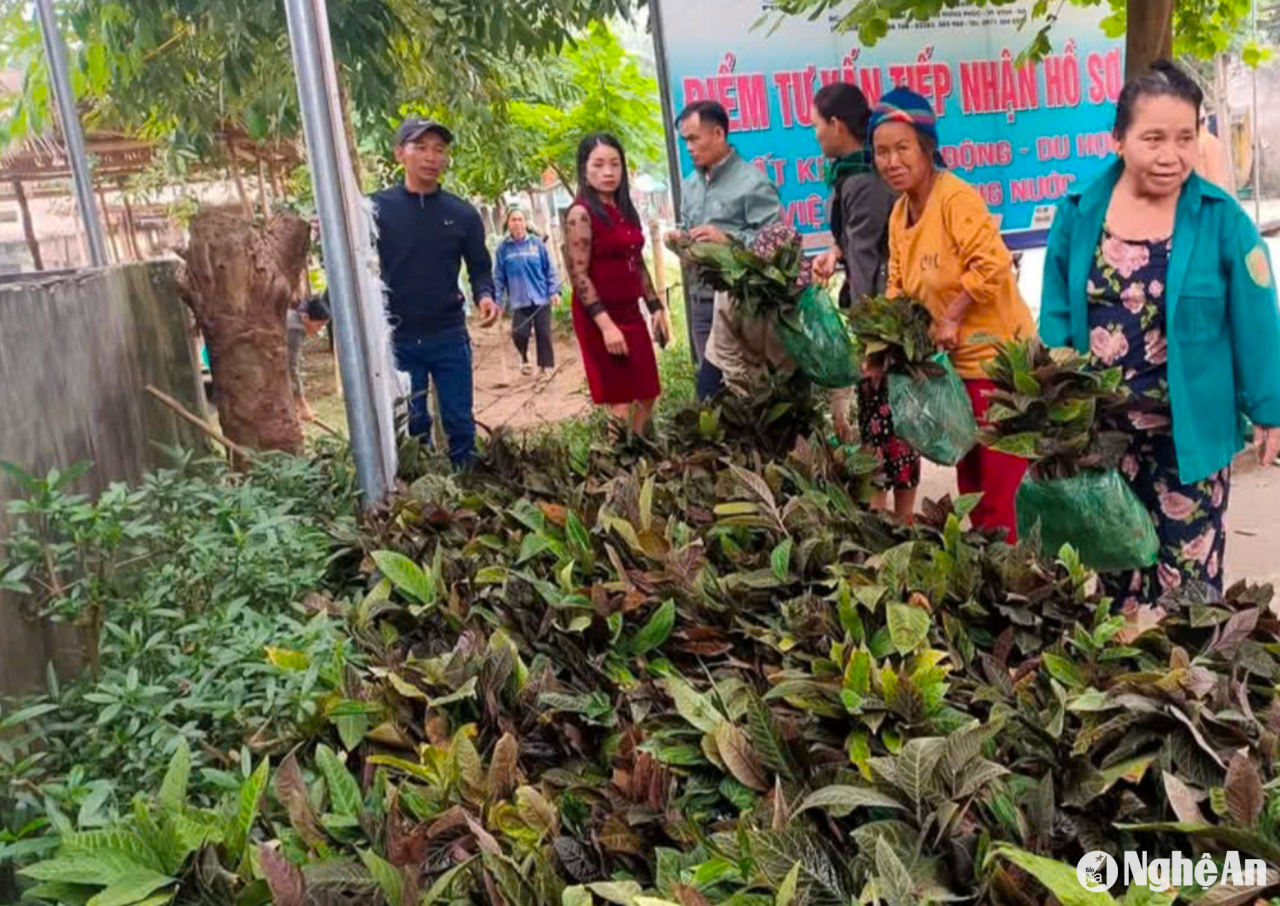 Tương Dương có sản phẩm OCOP đầu tiên từ trồng dược liệu dưới tán rừng